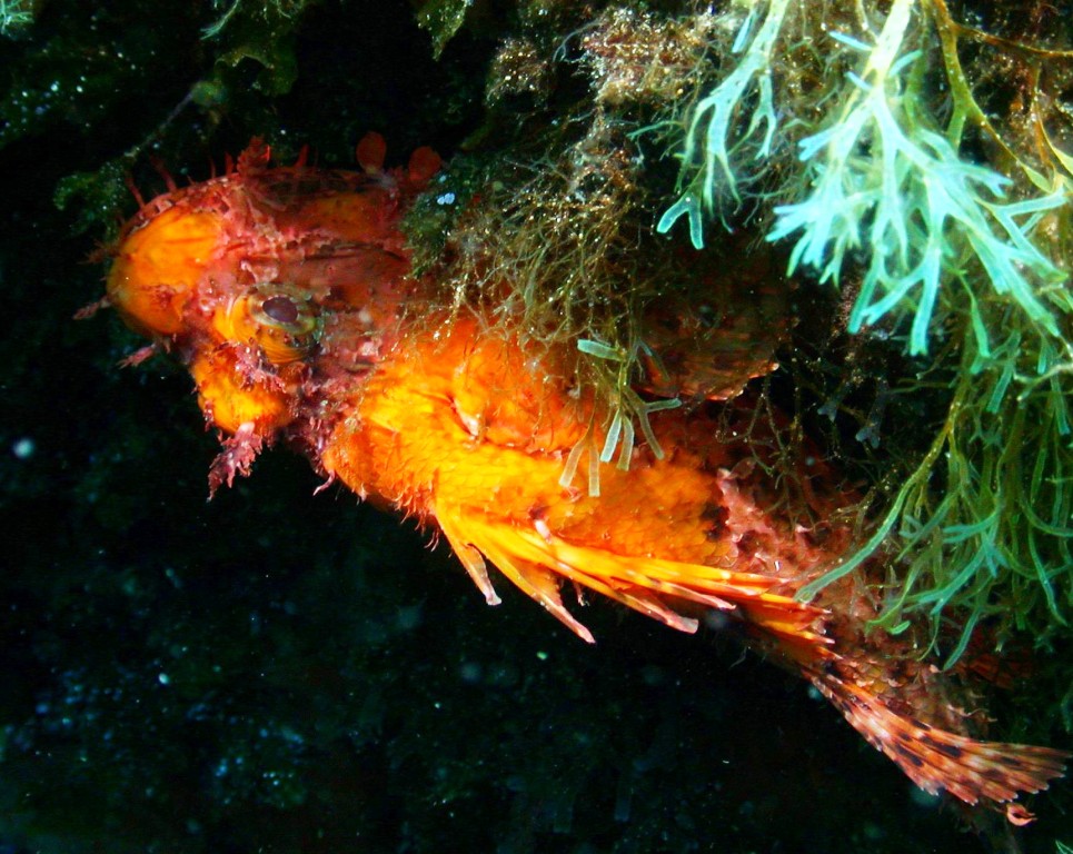 Scorpaena scrofa livrea gialla